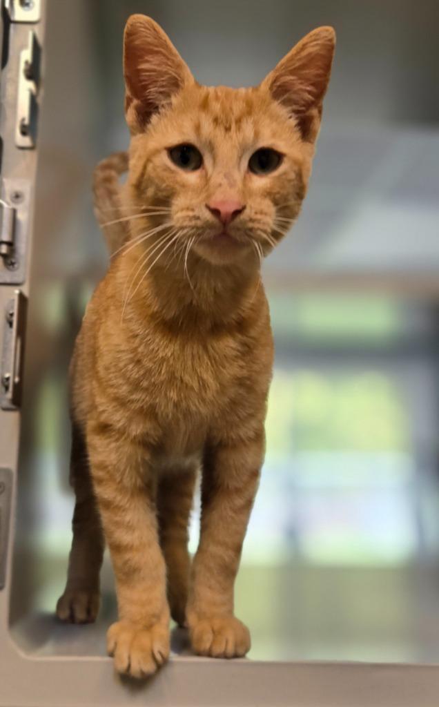 Forest, Adoptable, Kitten Male Domestic Short Hair.