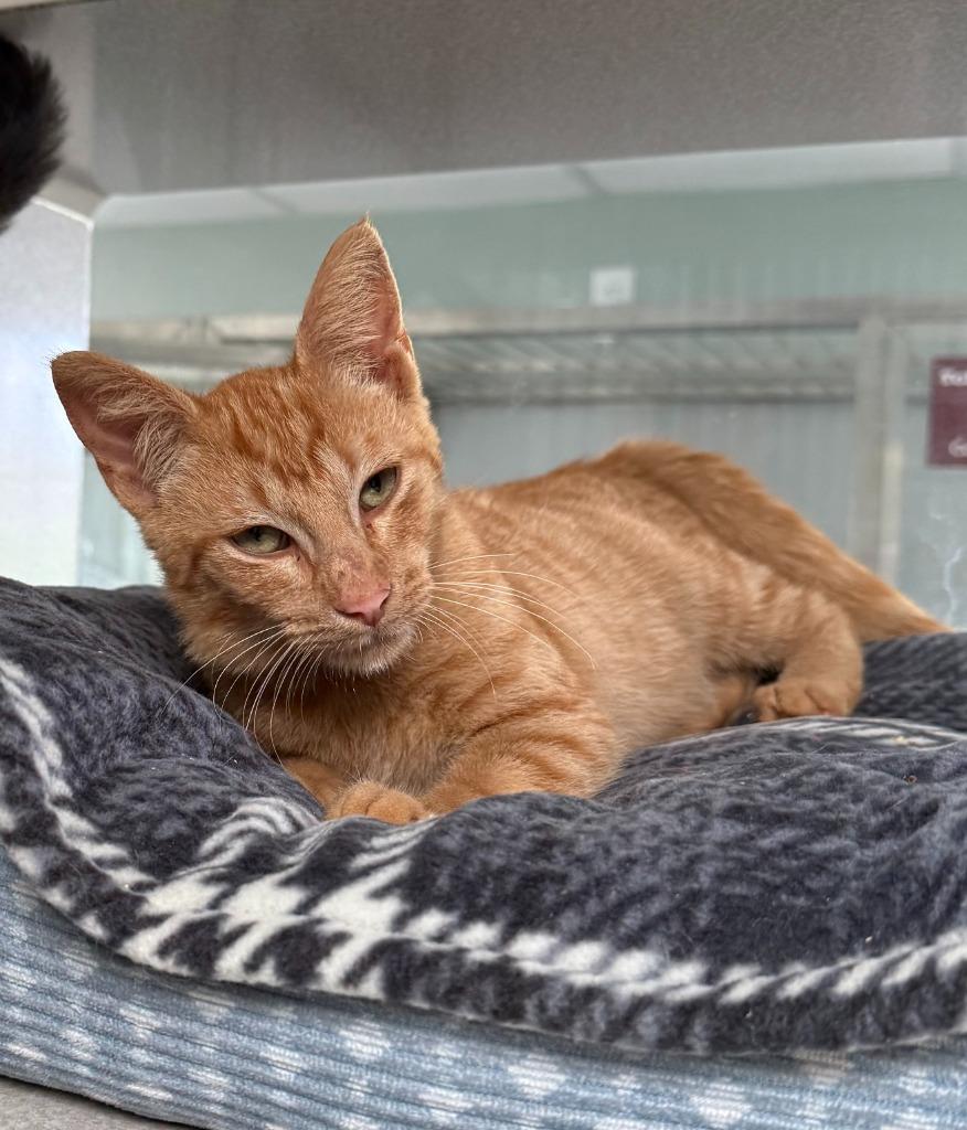 Enlarge Forest, a Adoptable mixed breed in Viroqua, WI image 2/3