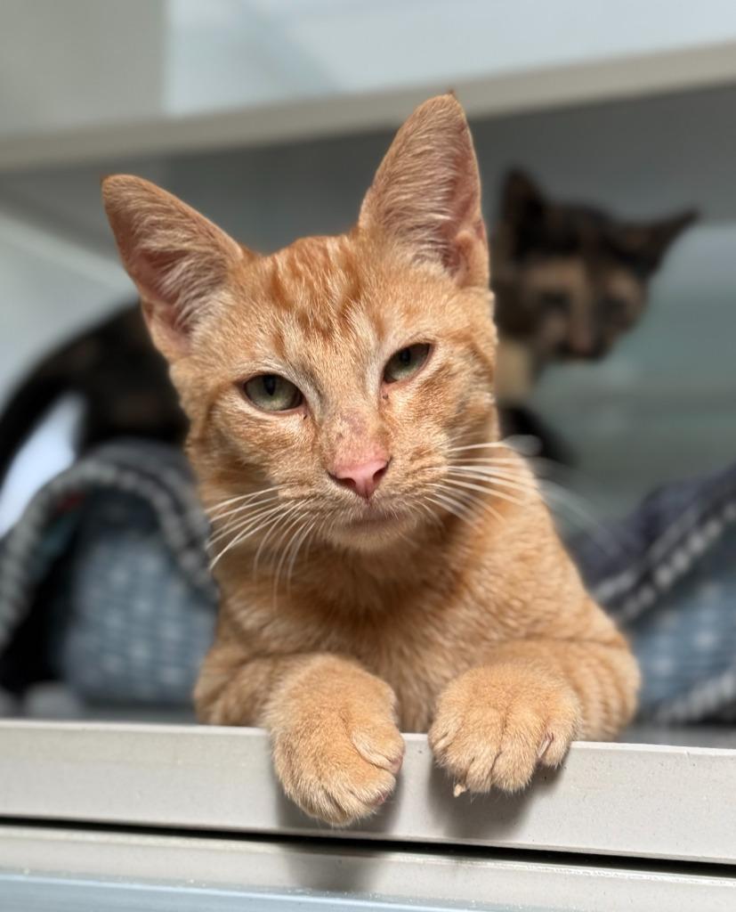 Enlarge Forest, a Adoptable mixed breed in Viroqua, WI image 3/3