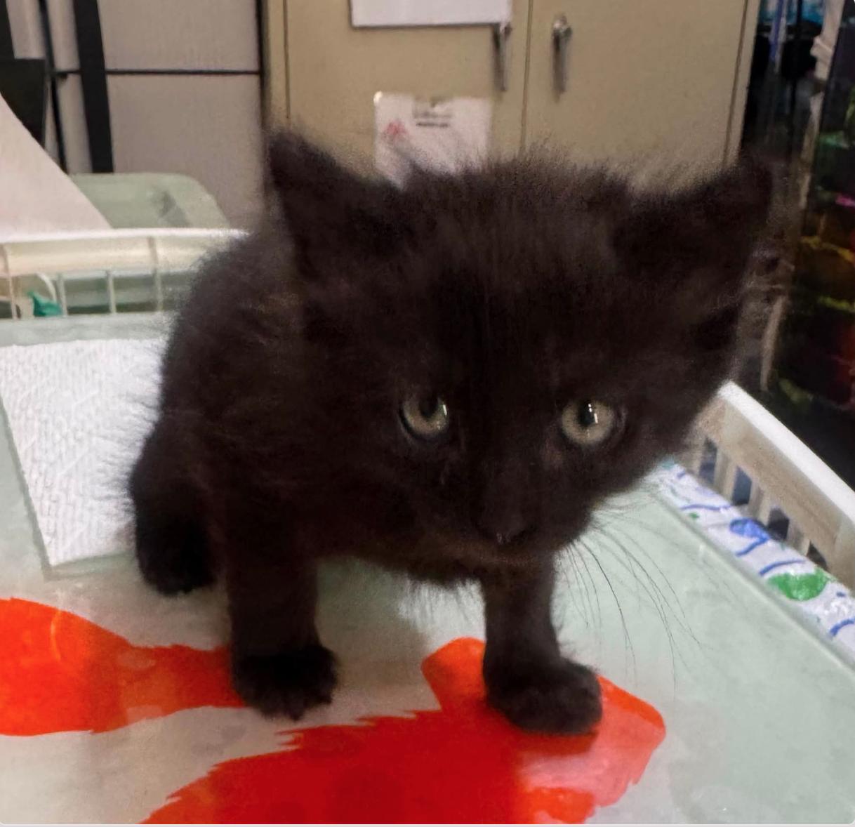 Finn, adopted, Kitten Male Domestic Medium Hair & Domestic Long Hair.