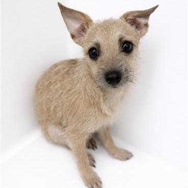 Enlarge Magnolia, a Adoptable Chihuahua in Baton Rouge, LA image 1/6