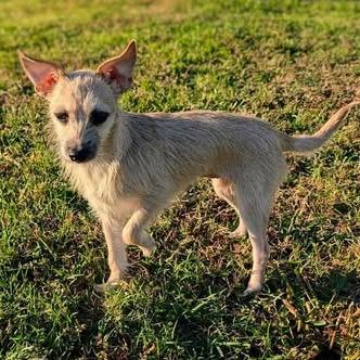 Enlarge Magnolia, a Adoptable Chihuahua in Baton Rouge, LA image 2/6