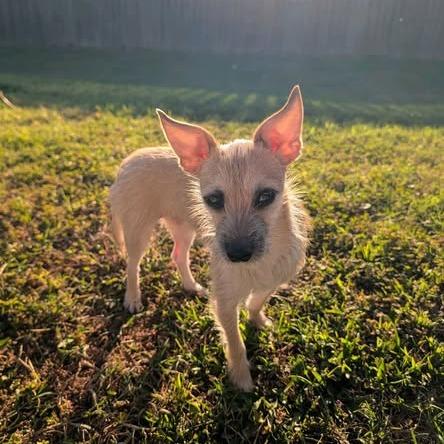 Enlarge Magnolia, a Adoptable Chihuahua in Baton Rouge, LA image 3/6