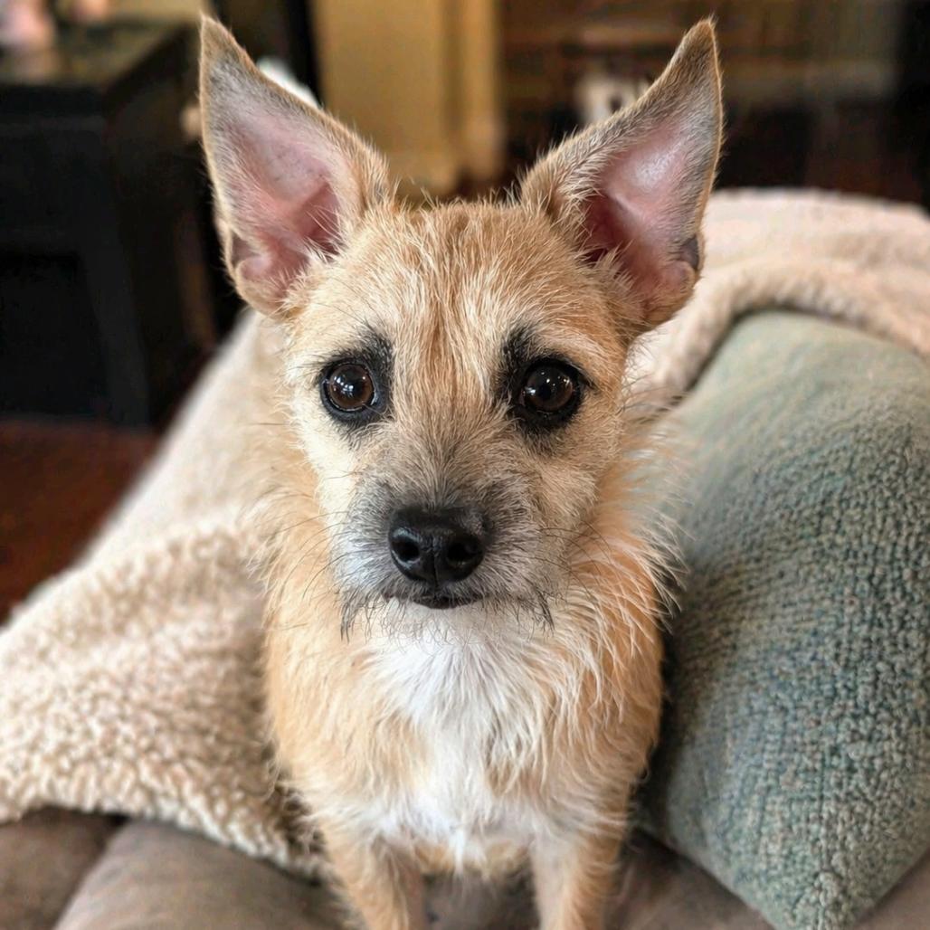 Enlarge Magnolia, a Adoptable Chihuahua in Baton Rouge, LA image 5/6