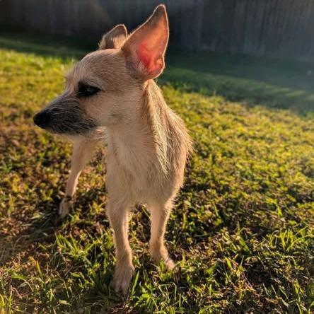 Enlarge Magnolia, a Adoptable Chihuahua in Baton Rouge, LA image 6/6