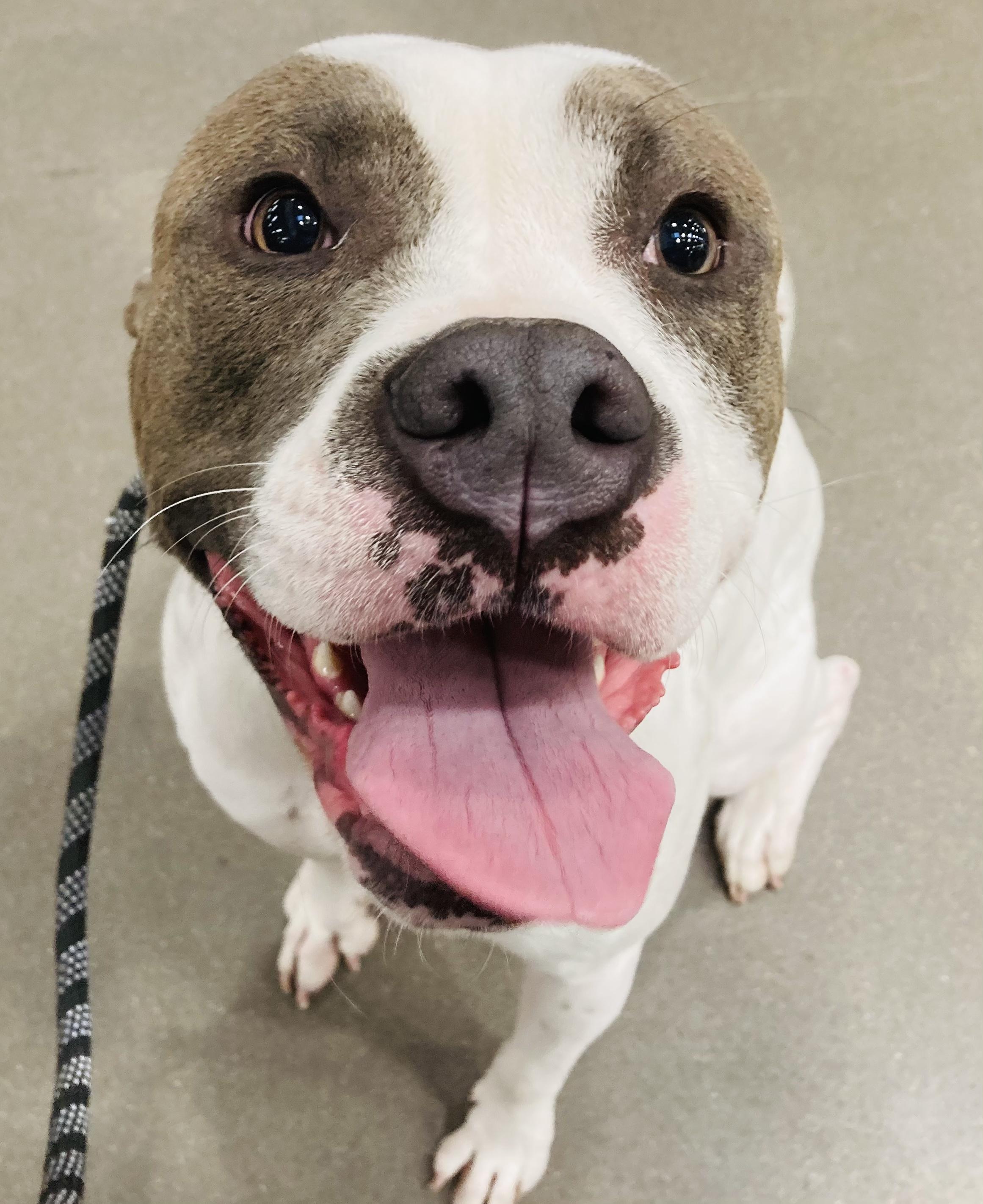 Lucy, Adopted, Adult Female Pit Bull Terrier & Boxer.