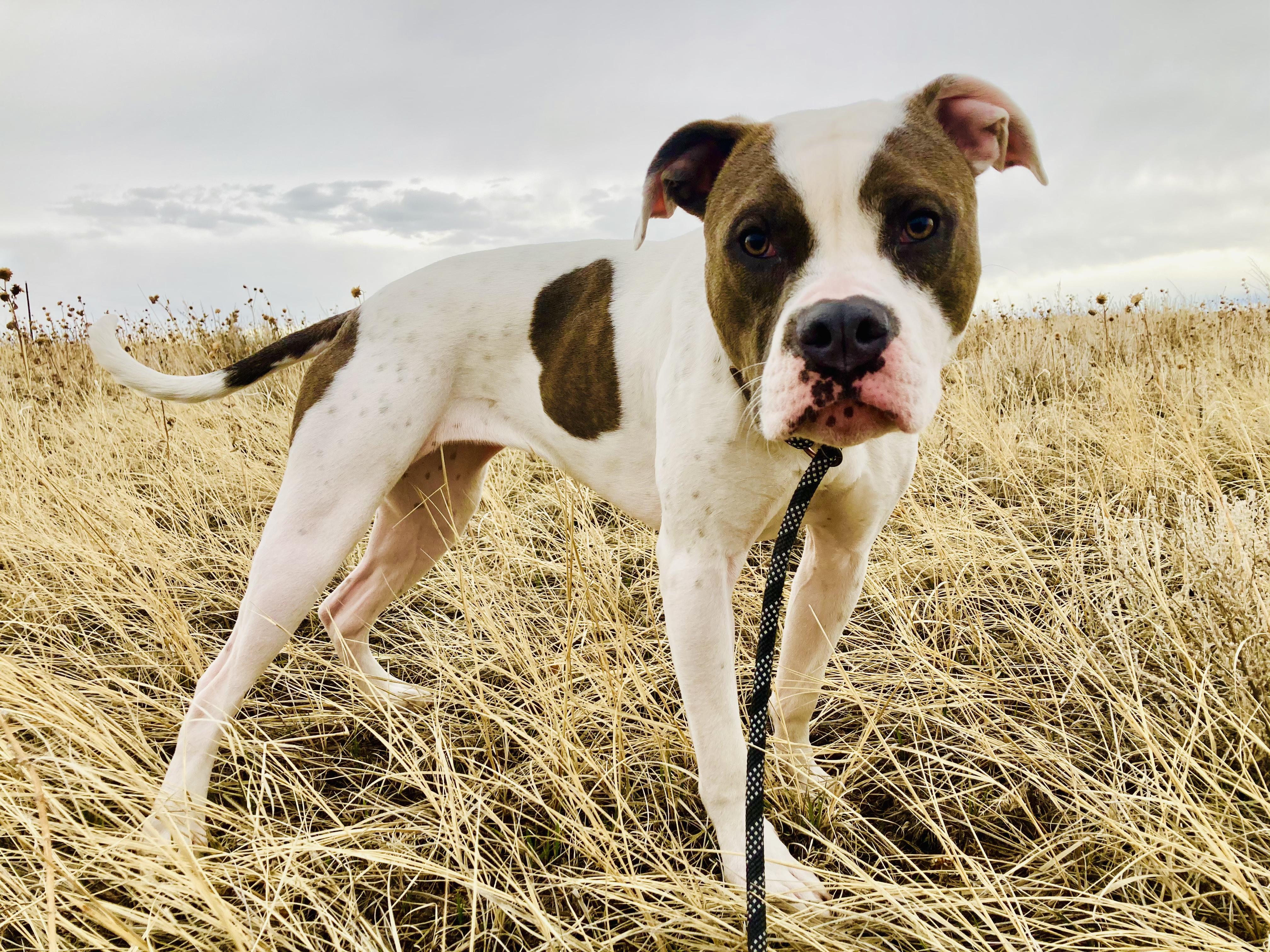 Enlarge Lucy, a Adopted mixed breed in RYE, CO image 5/6