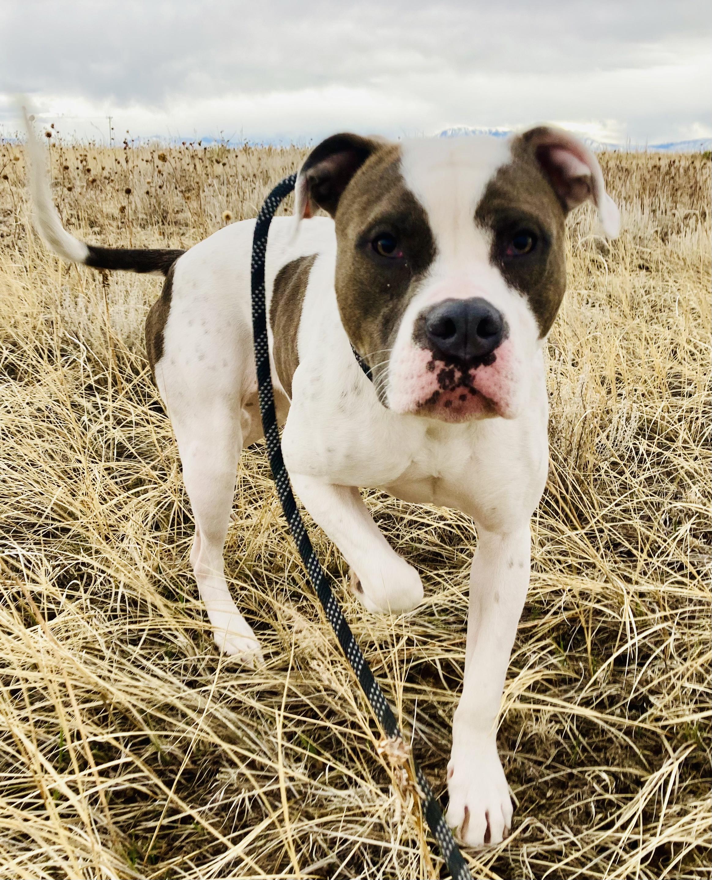 Enlarge Lucy, a Adopted mixed breed in RYE, CO image 6/6