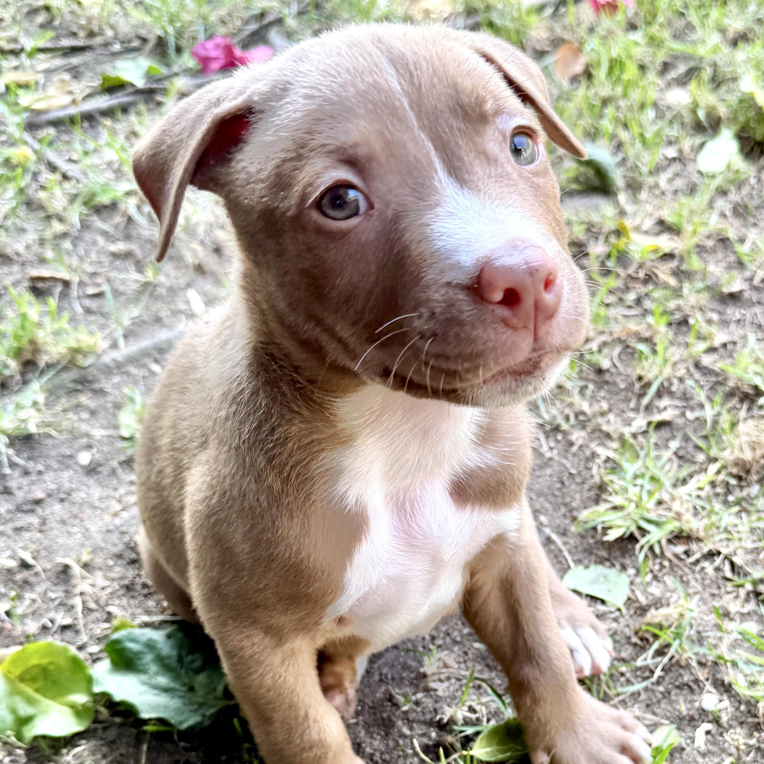 Brian, a ADOPTABLE Pit Bull Terrier in Westlake Village, CA image 6/6