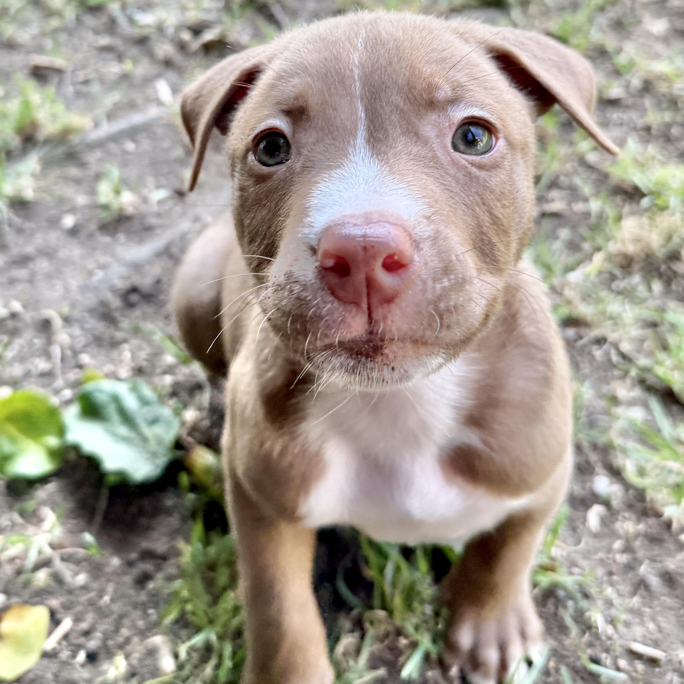 Brian, a ADOPTABLE Pit Bull Terrier in Westlake Village, CA image 4/6