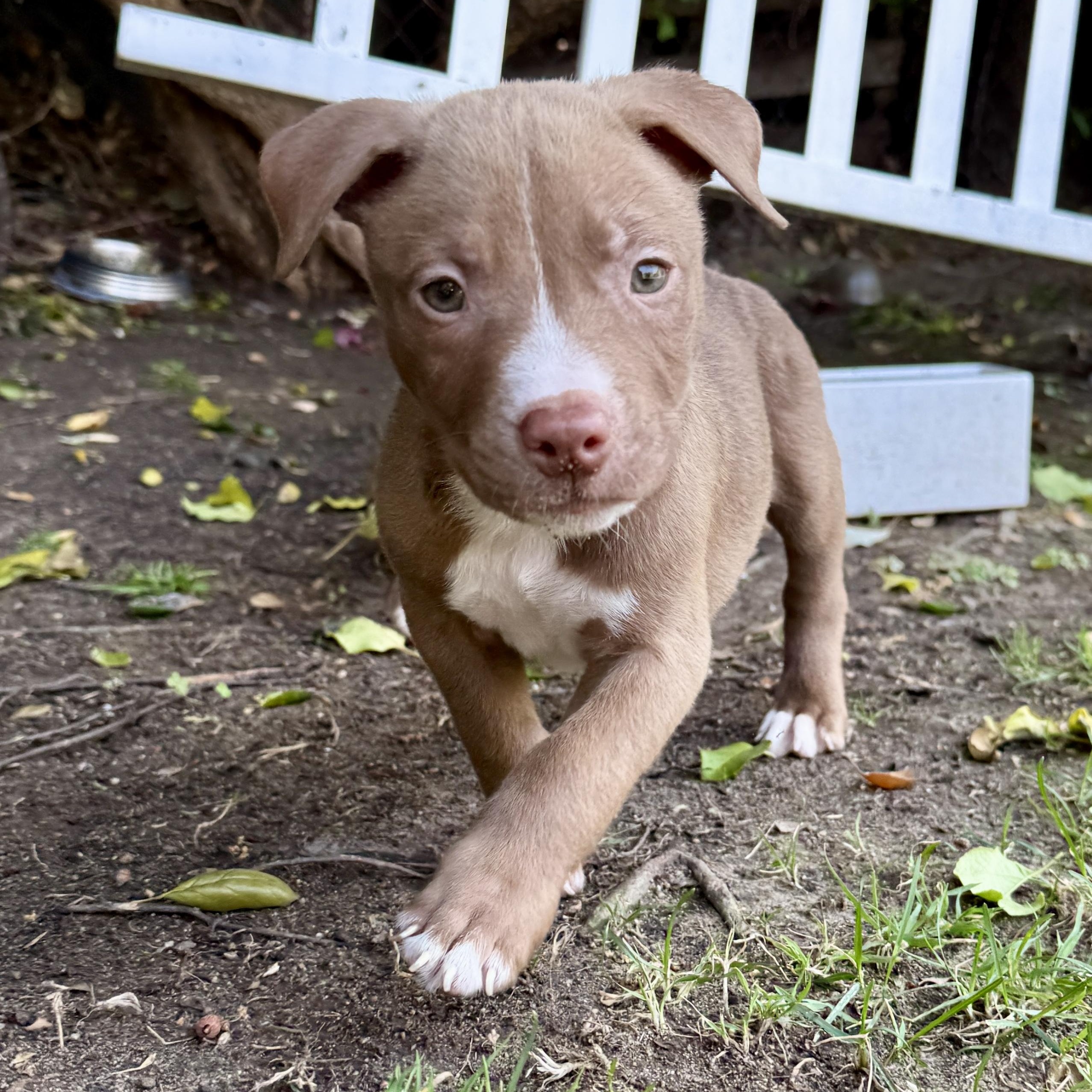 Brian, a ADOPTABLE Pit Bull Terrier in Westlake Village, CA image 5/6