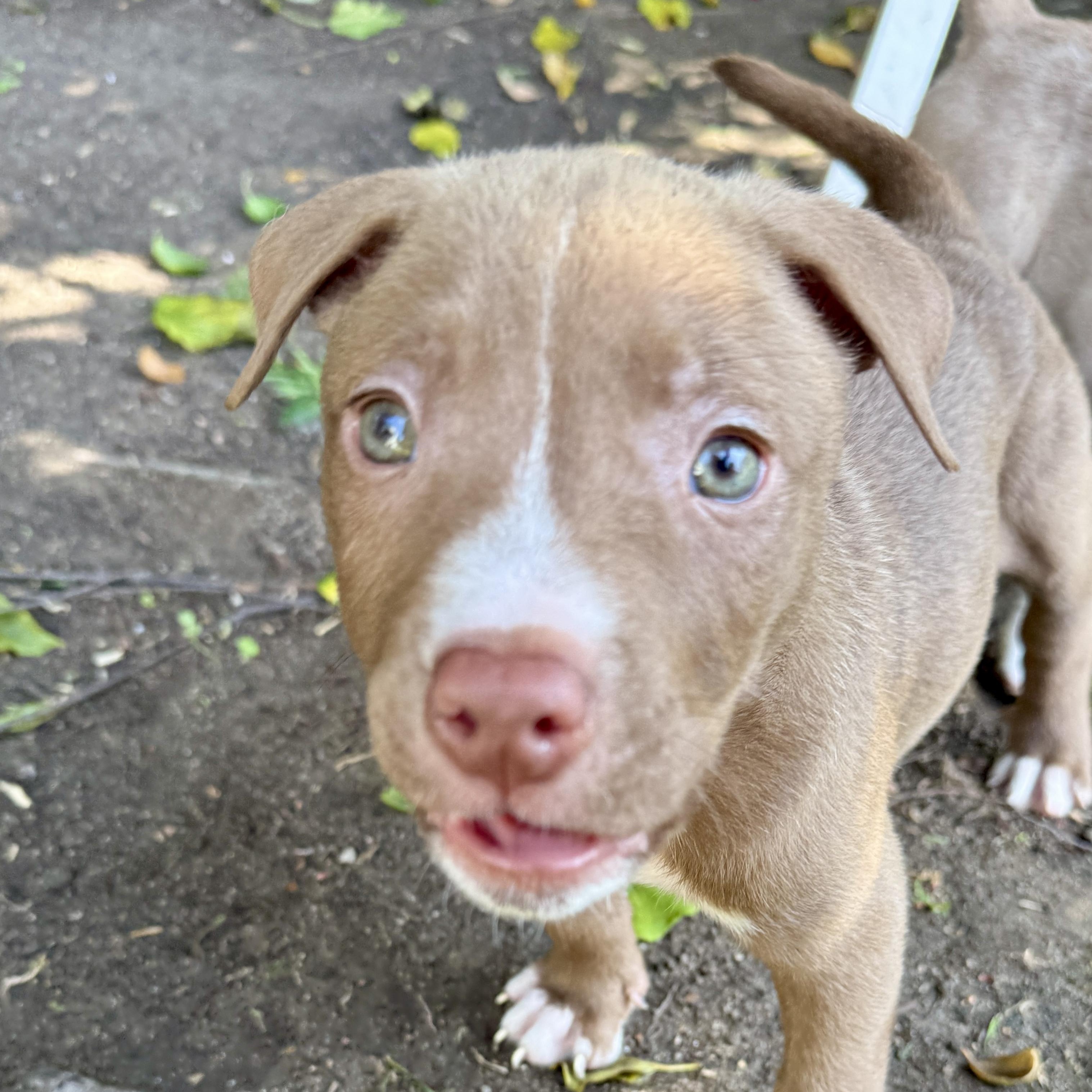 Brian, ADOPTABLE, Puppy Male Pit Bull Terrier.