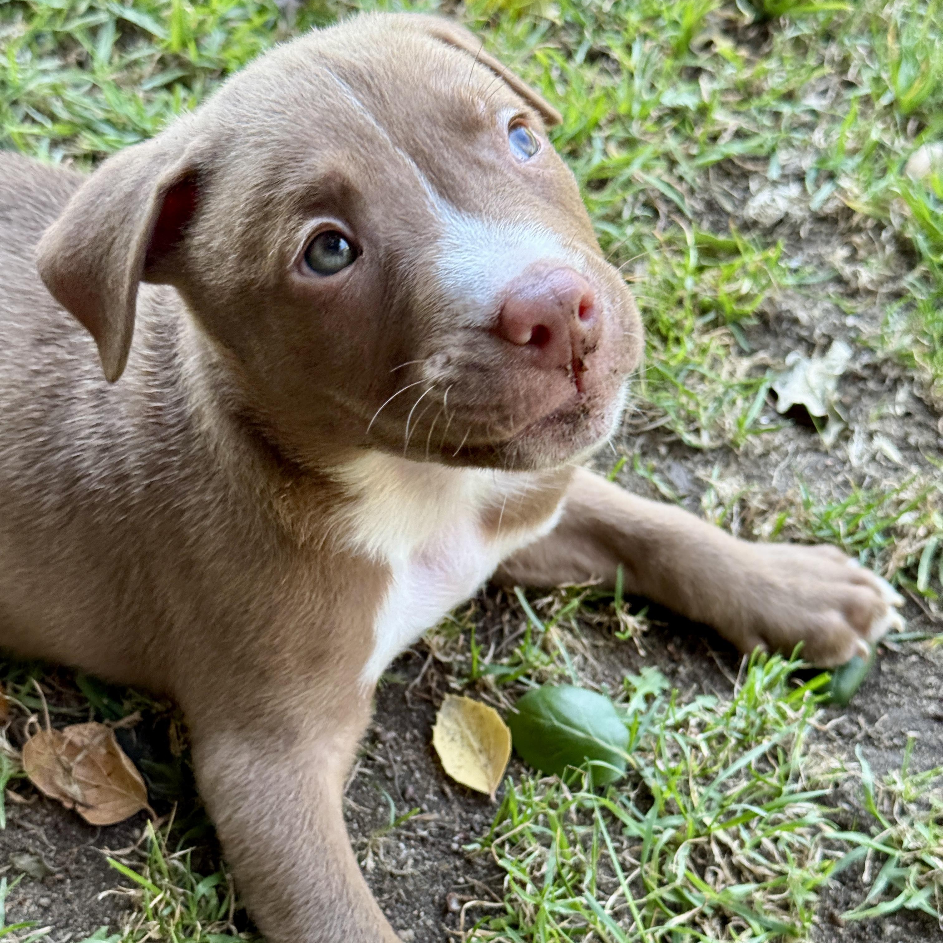 Brian, a ADOPTABLE Pit Bull Terrier in Westlake Village, CA image 2/6