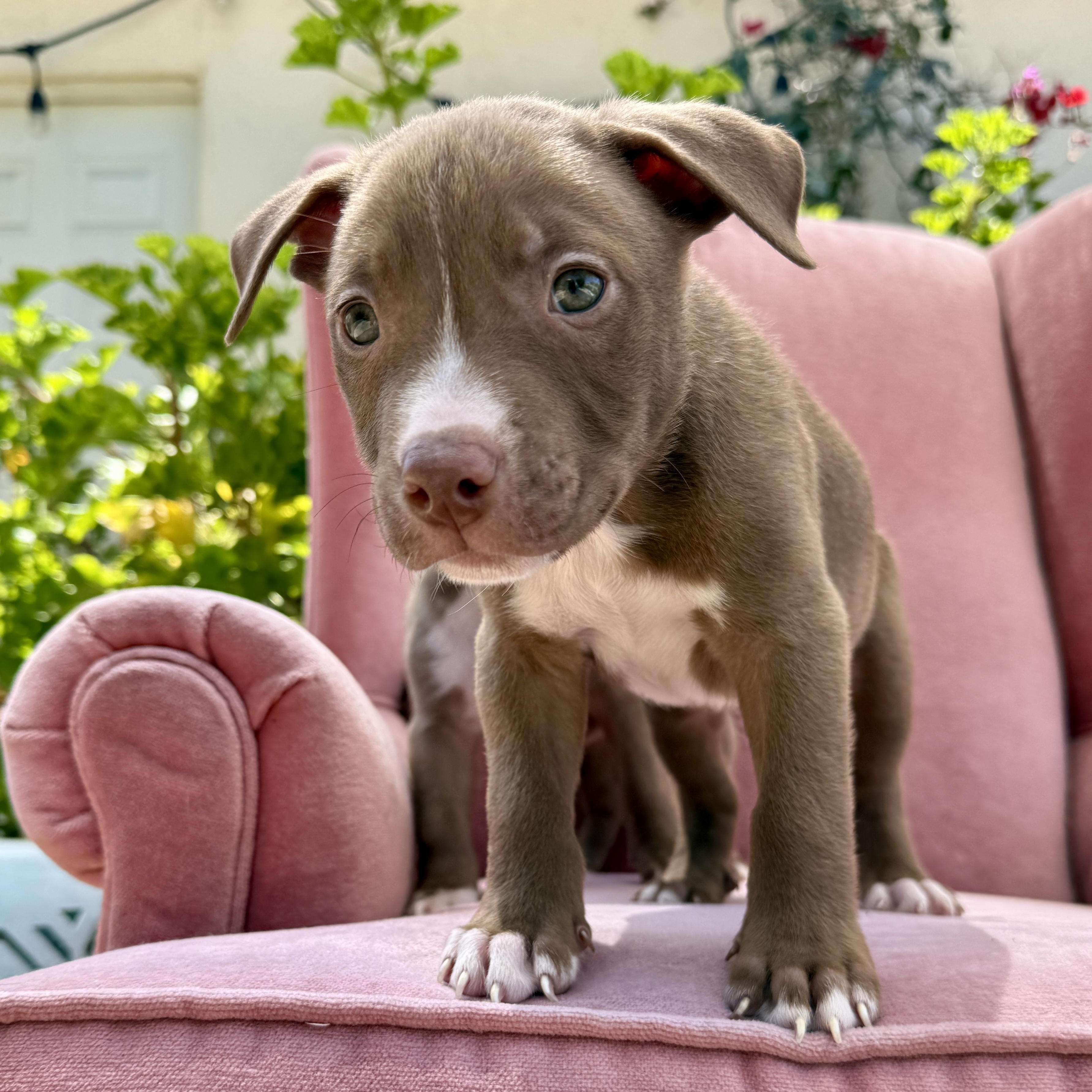Brian, a ADOPTABLE Pit Bull Terrier in Westlake Village, CA image 3/6