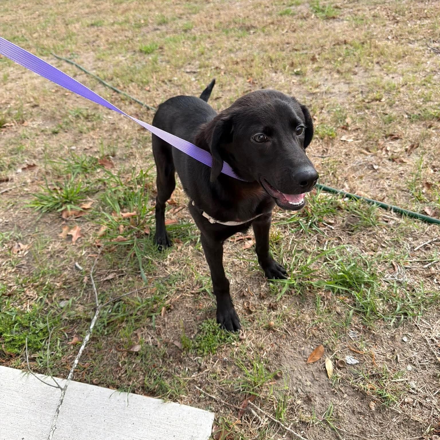 Axel, adopted, Puppy Male Labrador Retriever.