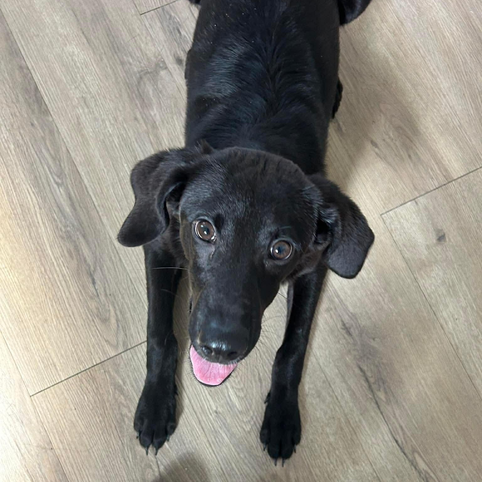 Enlarge Axel, an adopted mixed breed in Wando, SC image 2/3