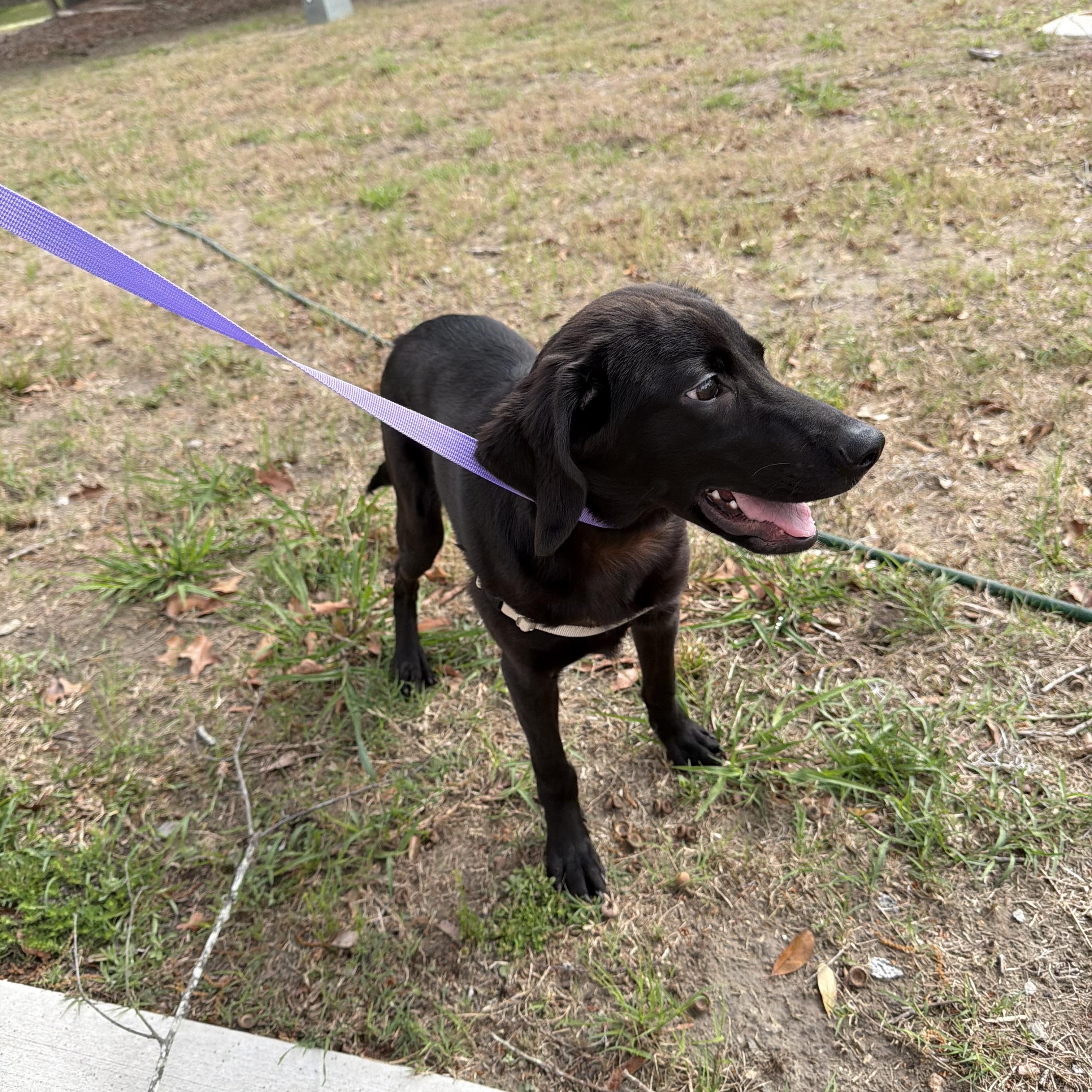 Enlarge Axel, an adopted mixed breed in Wando, SC image 3/3