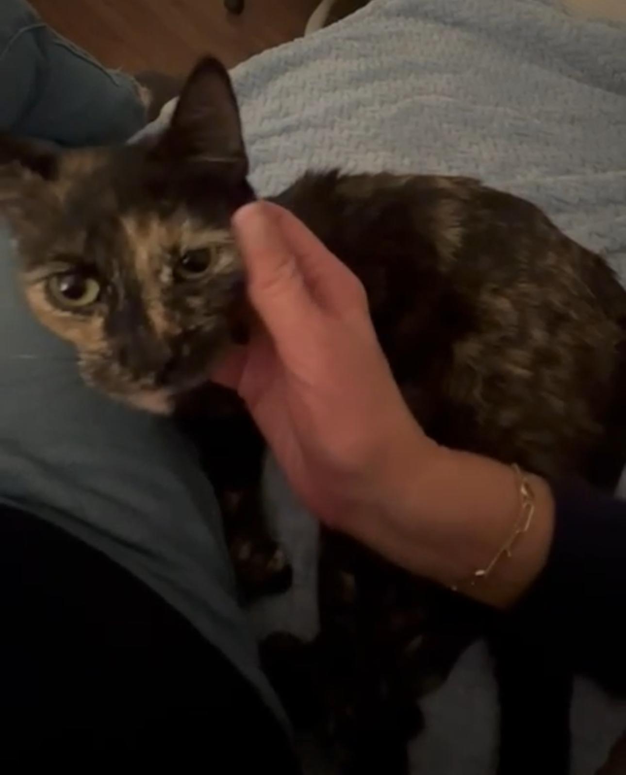 Abeline, Adoptable, Young Female Domestic Short Hair.