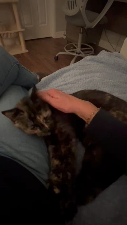 Enlarge Abeline, an adopted Domestic Short Hair in San Juan Capistrano, CA video 1/2