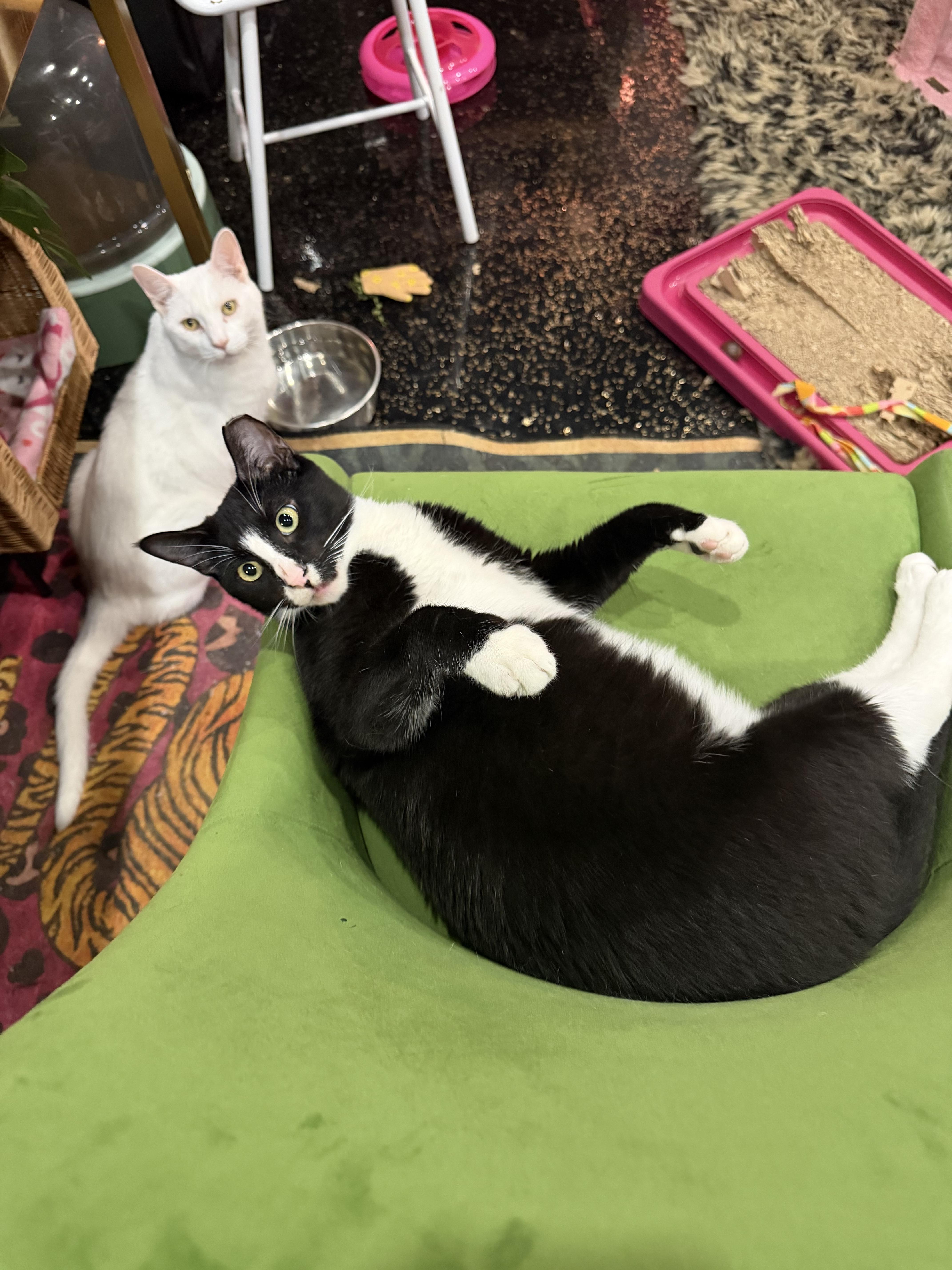 Peter, a Adoptable Domestic Short Hair in Kennebunk , ME image 3/5