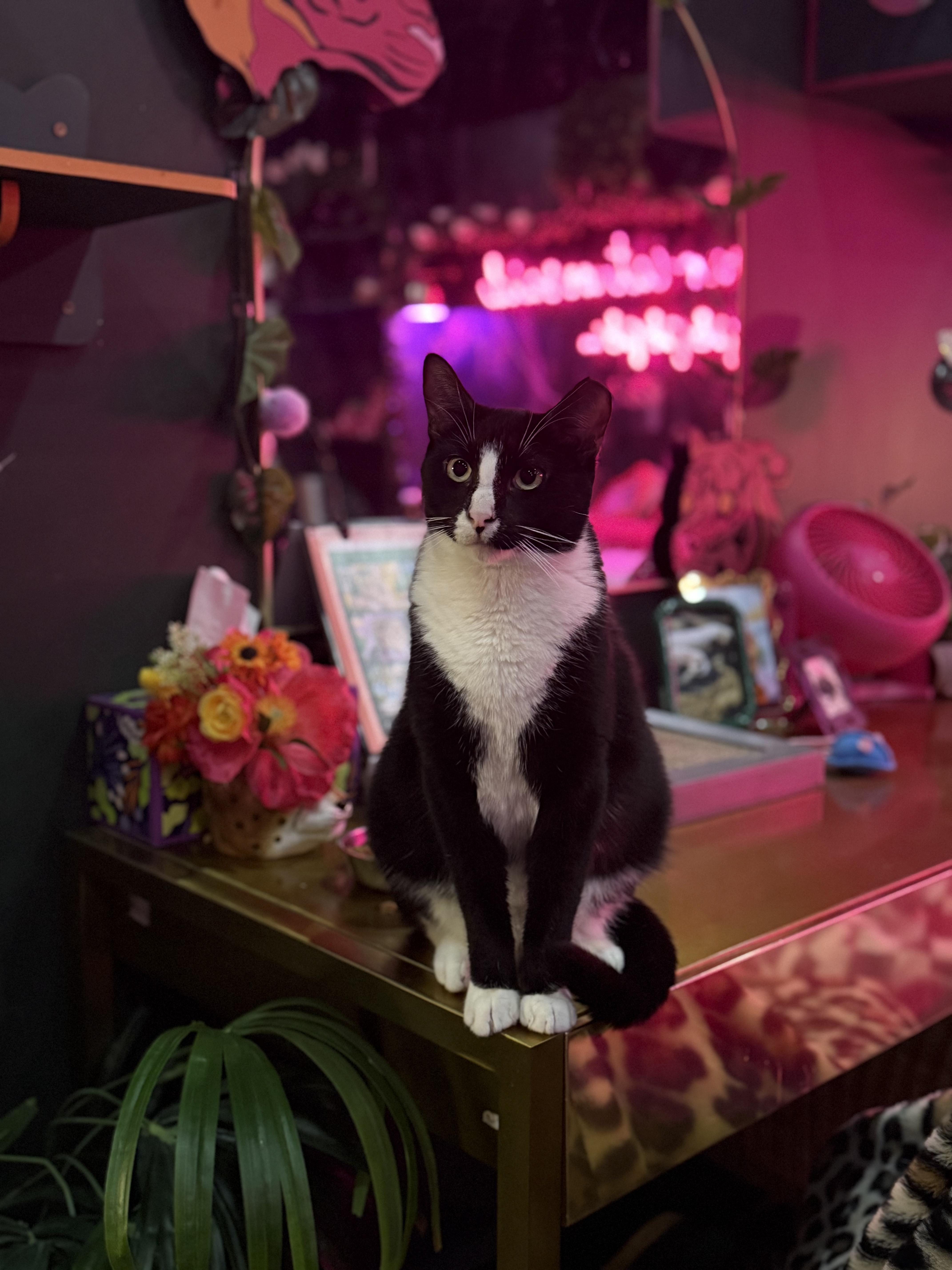 Peter, a Adoptable Domestic Short Hair in Kennebunk , ME image 2/5