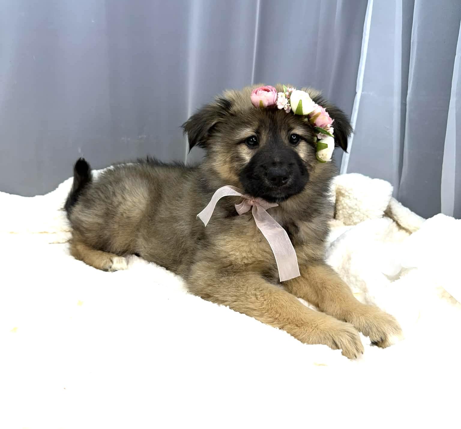 Enlarge Fern, a Adoptable mixed breed in Hartford, CT image 6/6