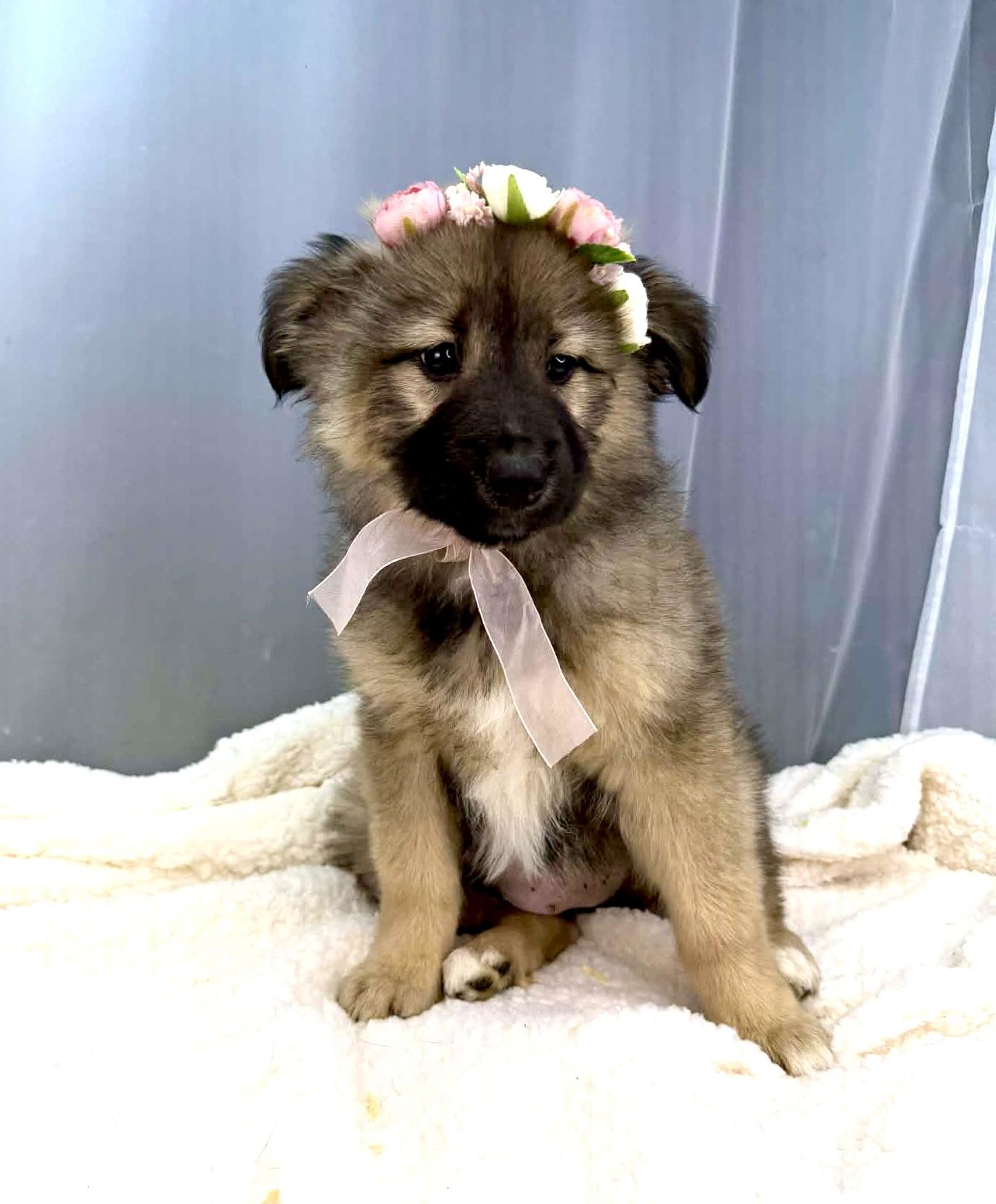 Enlarge Fern, a Adoptable mixed breed in Hartford, CT image 1/6