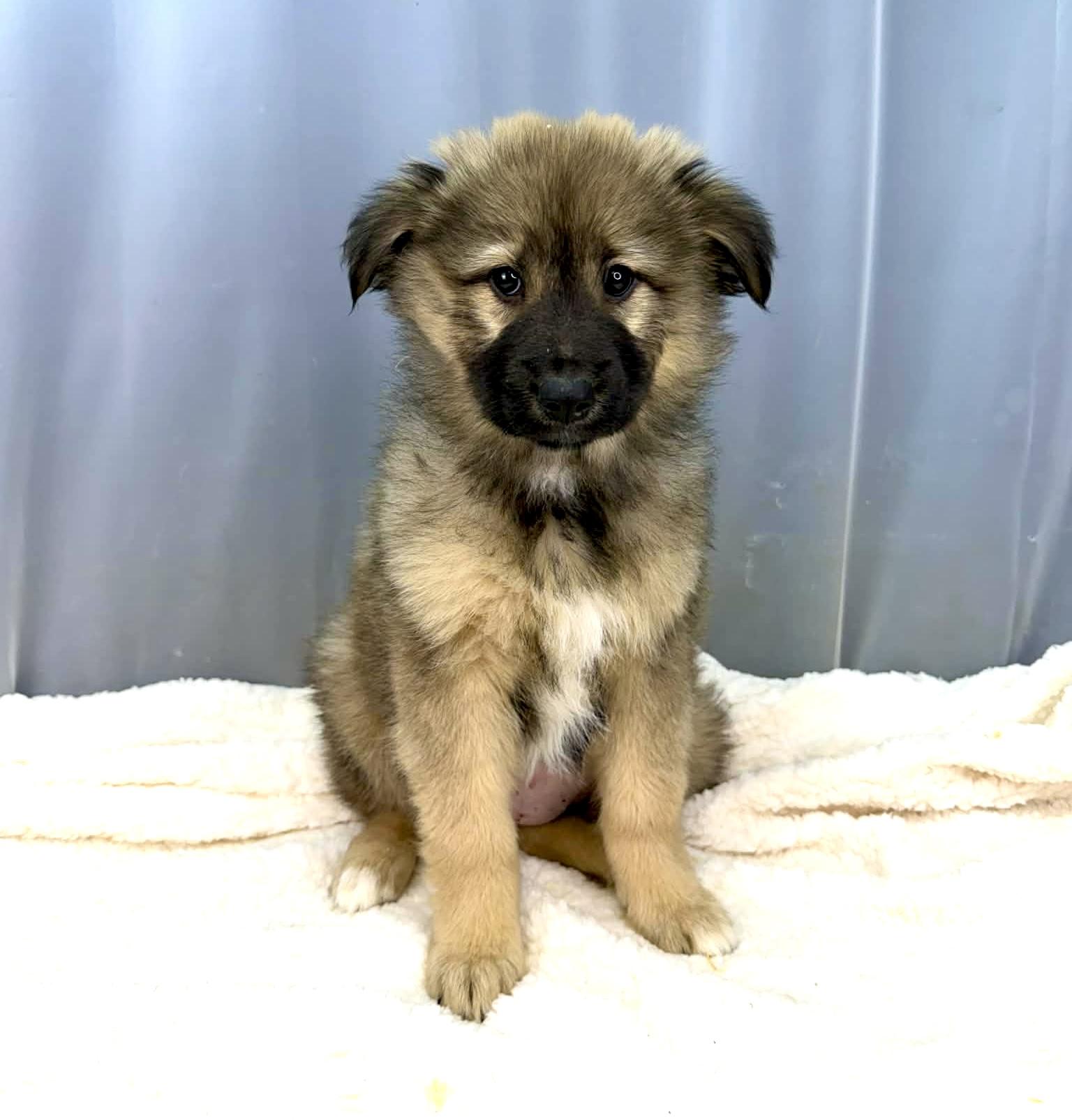 Enlarge Fern, a Adoptable mixed breed in Hartford, CT image 5/6