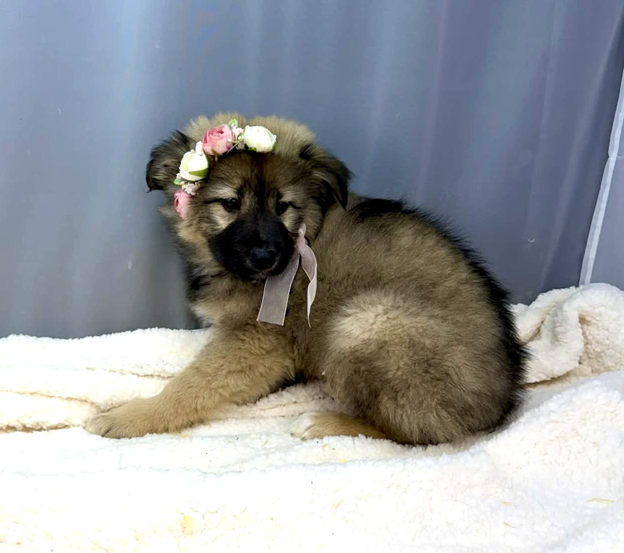 Enlarge Fern, a Adoptable mixed breed in Hartford, CT image 4/6