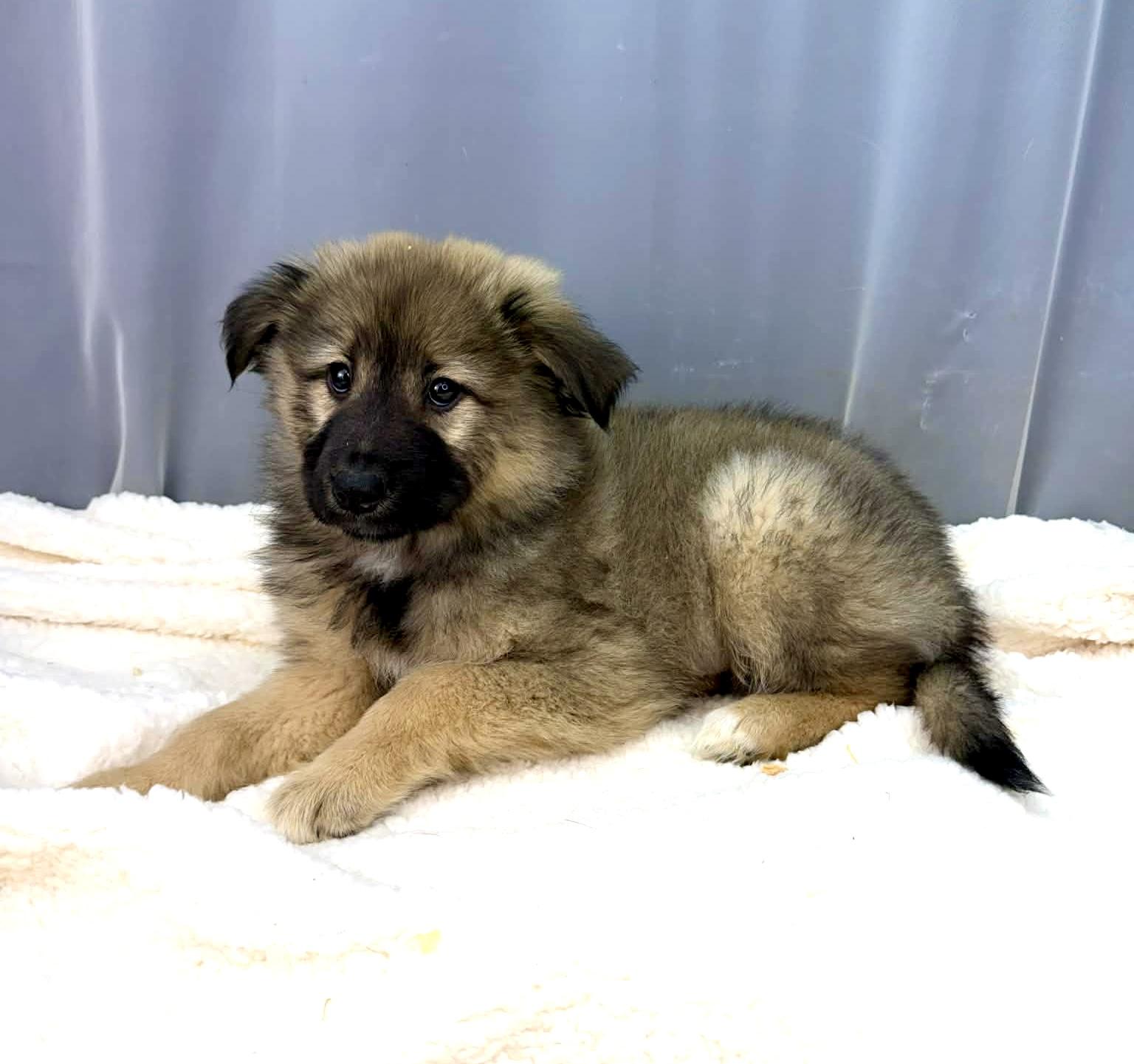 Enlarge Fern, a Adoptable mixed breed in Hartford, CT image 2/6