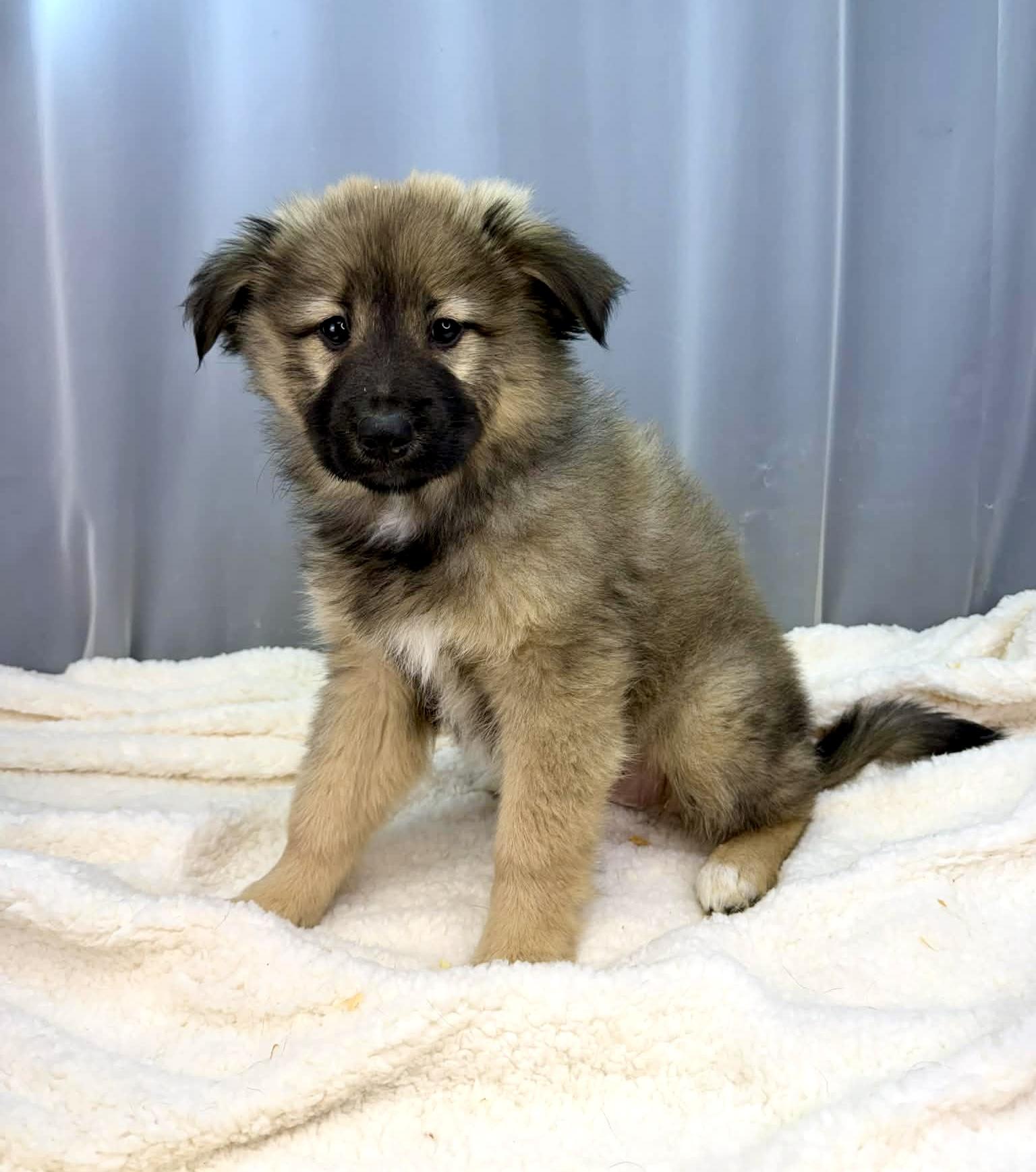 Enlarge Fern, a Adoptable mixed breed in Hartford, CT image 3/6