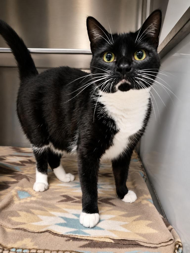 SMOKEY ROBINSON, Adoptable, Young Male Domestic Medium Hair.