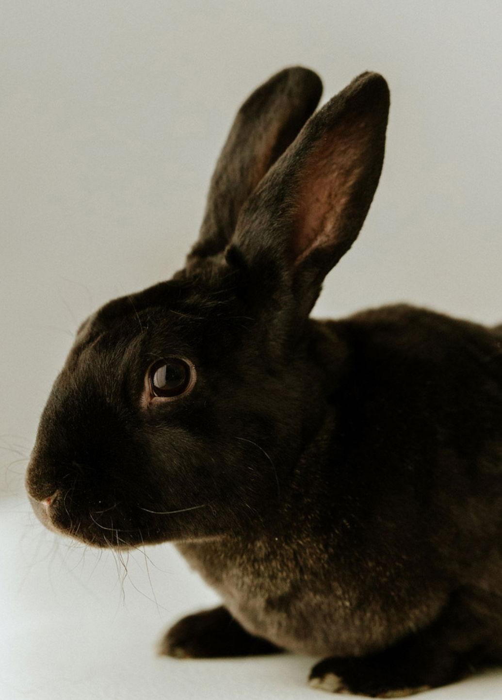 Boo, a Adoptable Havana in Lakeville, MN image 2/3