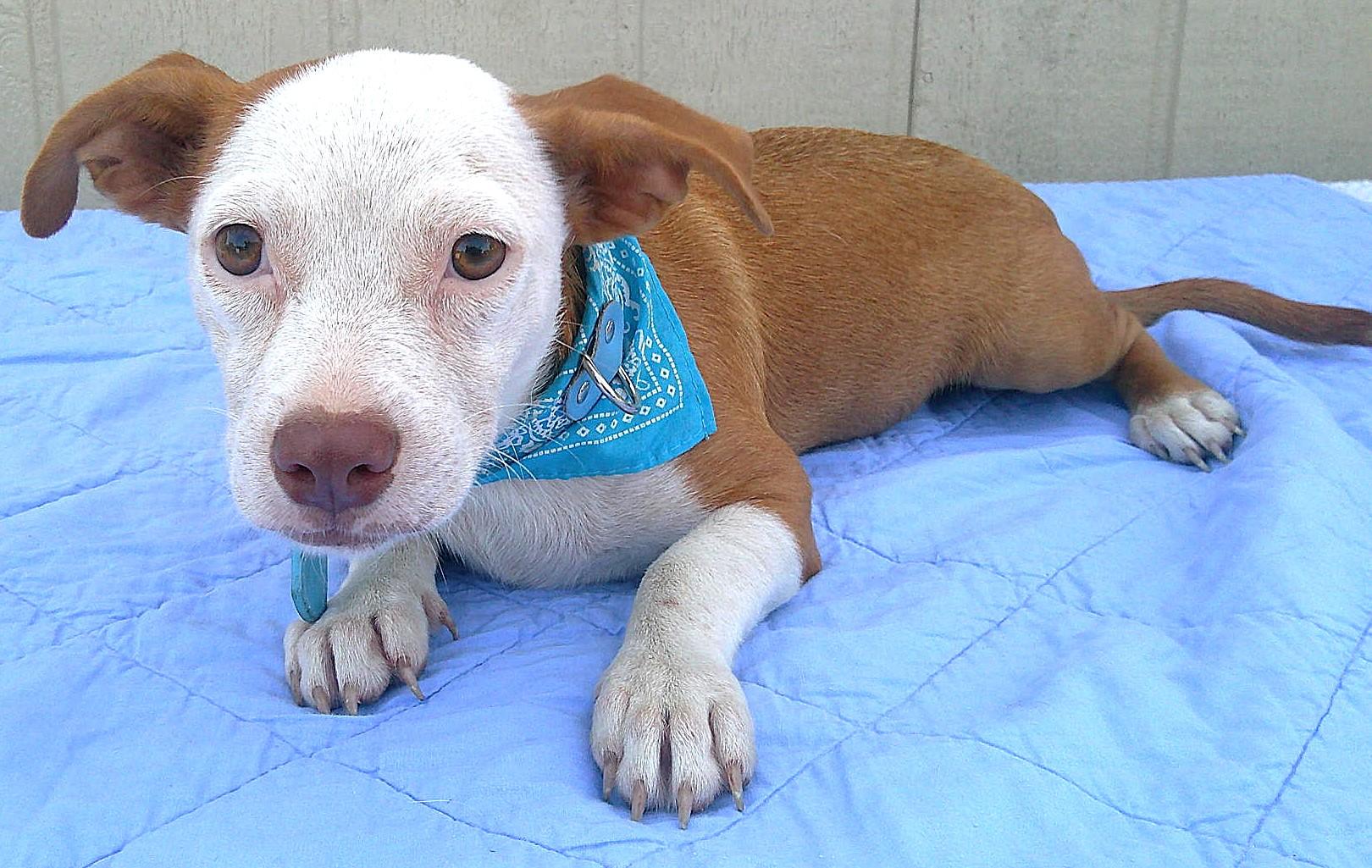 Enlarge major, a Adoptable mixed breed in Olympia, WA image 2/4