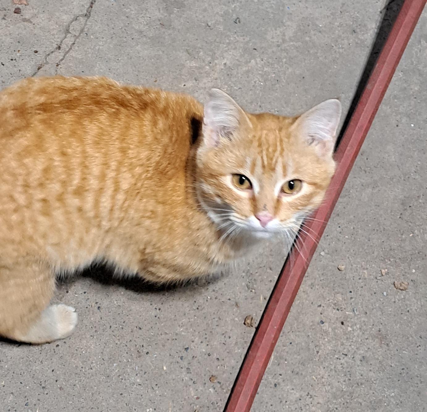 Hawkeye, a Adoptable American Shorthair in Caledonia, MN image 2/4