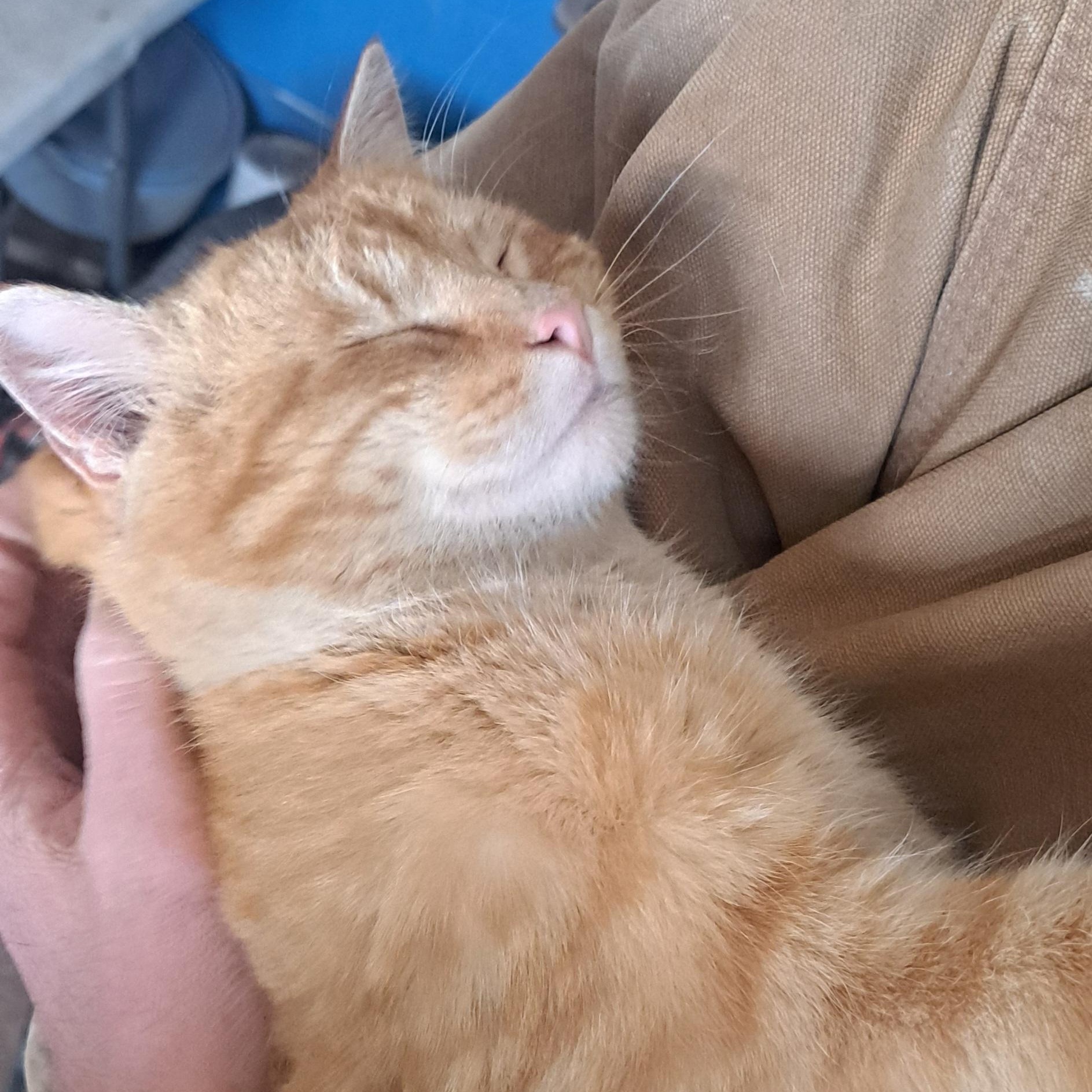 Hawkeye, a Adoptable American Shorthair in Caledonia, MN image 4/4