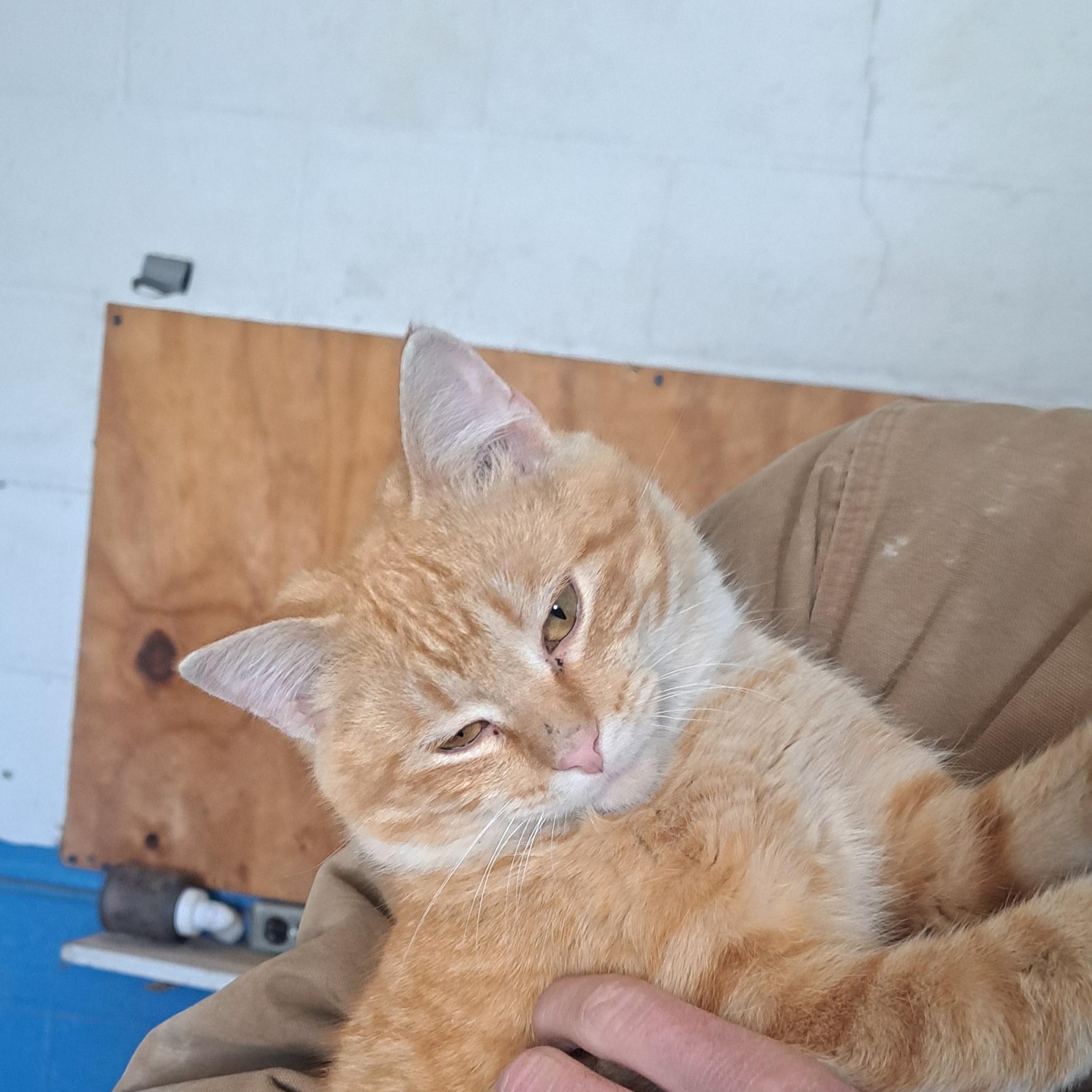 Hawkeye, Young Male American Shorthair