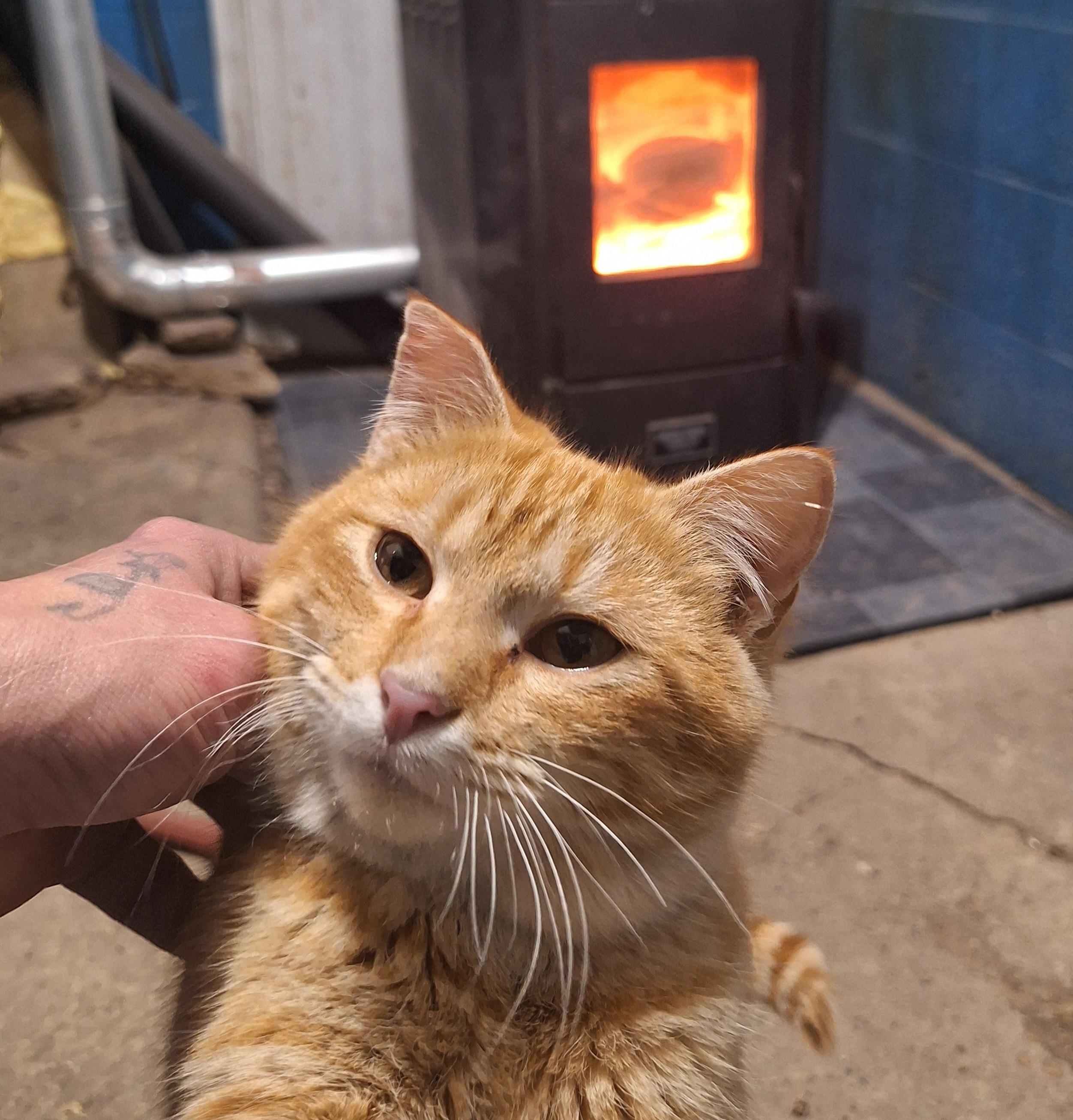 Hawkeye, an adoptable American Shorthair in Caledonia, MN, 55921 | Photo Image 3