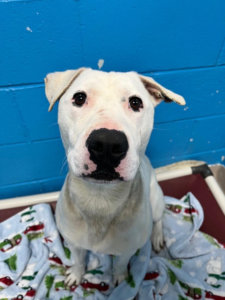 Wade, Adoptable, Adult Male Pit Bull Terrier.