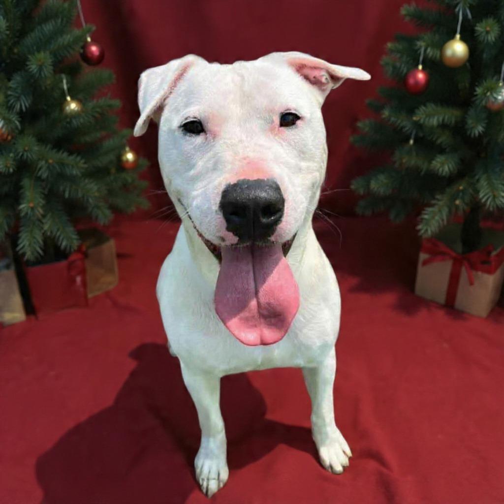 Enlarge Wade, a Adoptable Pit Bull Terrier in New Manchester, WV image 2/6