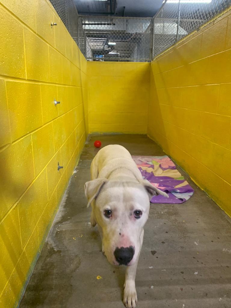 Enlarge Wade, a Adoptable Pit Bull Terrier in New Manchester, WV image 1/3