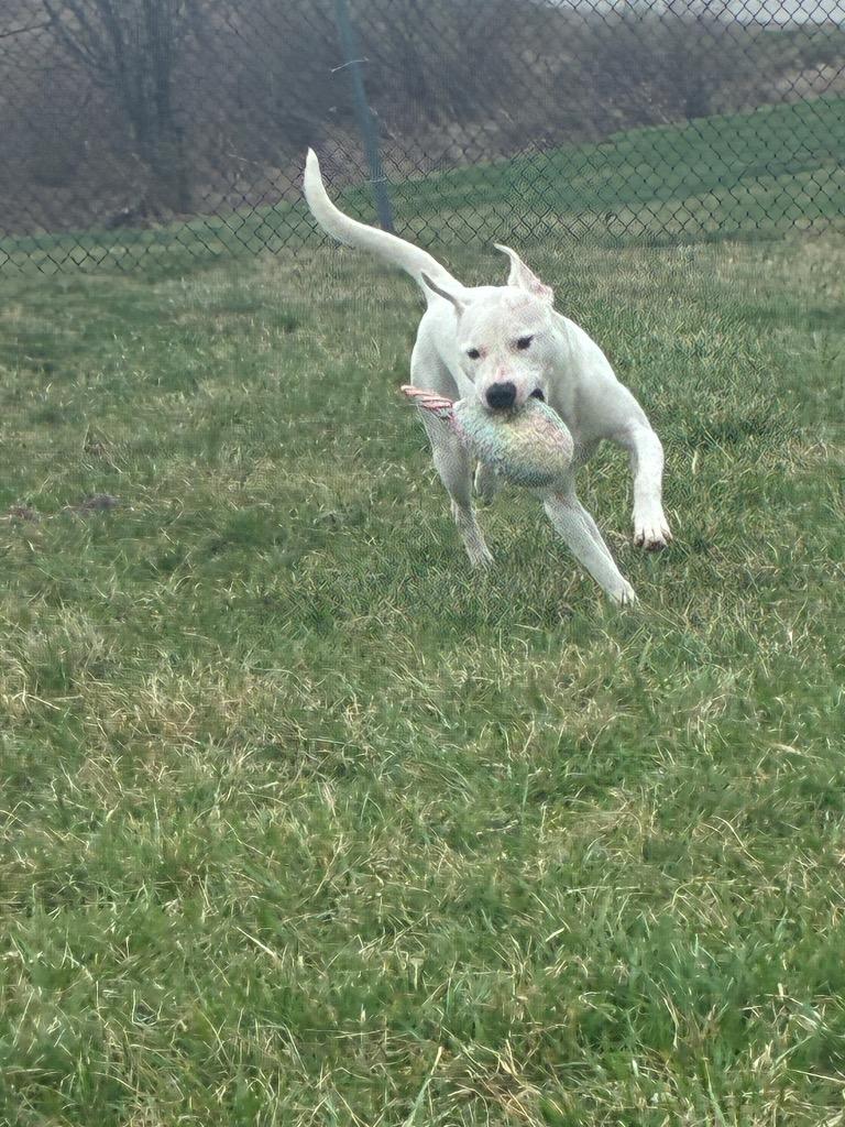 Enlarge Wade, a Adoptable Pit Bull Terrier in New Manchester, WV image 4/6