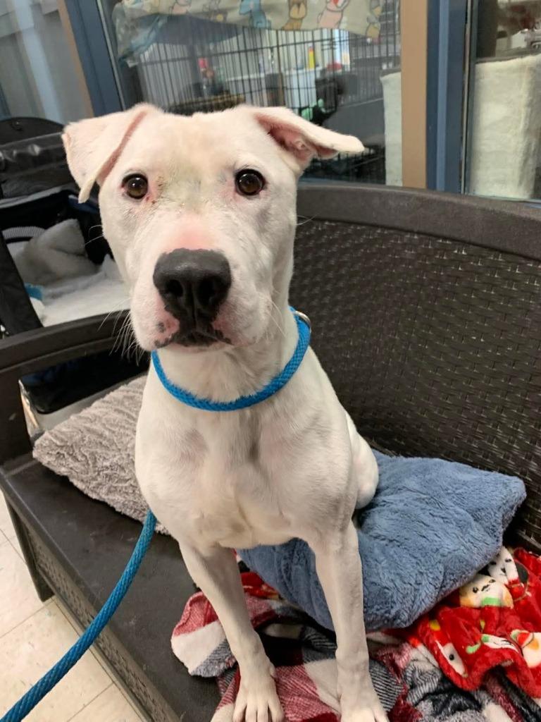 Enlarge Wade, a Adoptable Pit Bull Terrier in New Manchester, WV image 4/6