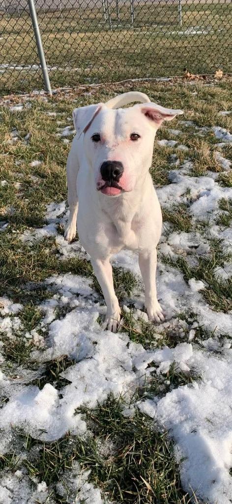 Enlarge Wade, a Adoptable Pit Bull Terrier in New Manchester, WV image 6/6