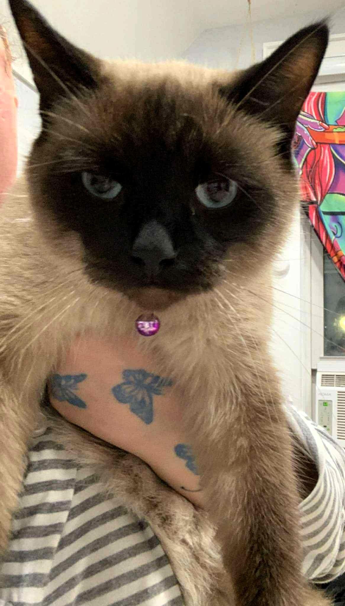 Bella, Adopted, Young Female Siamese.