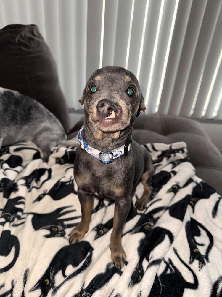 Snaggles, Adoptable, Adult Male Chihuahua.