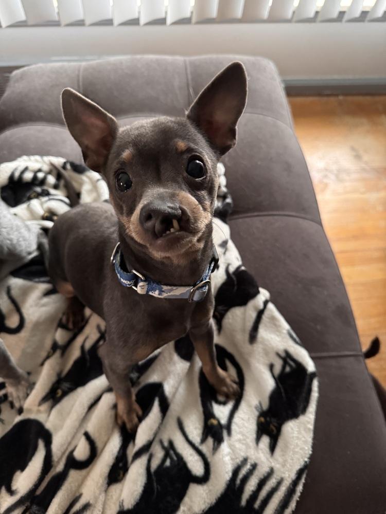 Snaggles, a Adoptable mixed breed in Plymouth, MI image 2/4
