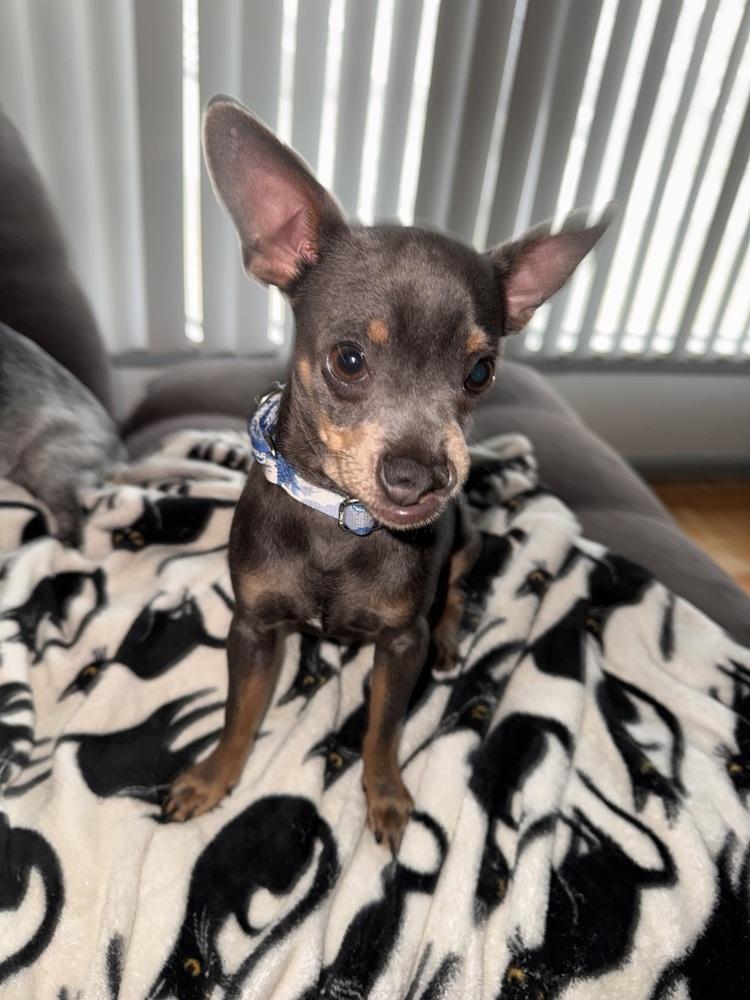 Snaggles, a Adoptable mixed breed in Plymouth, MI image 3/4