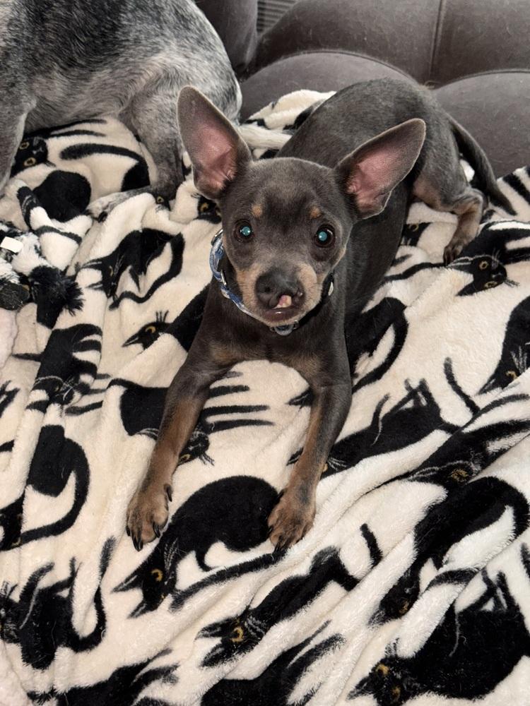Snaggles, a Adoptable mixed breed in Plymouth, MI image 4/4