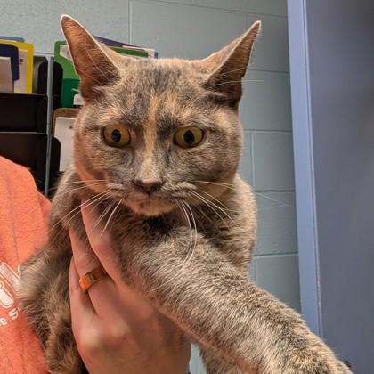 Geisha, ADOPTABLE, Adult Female Domestic Short Hair.